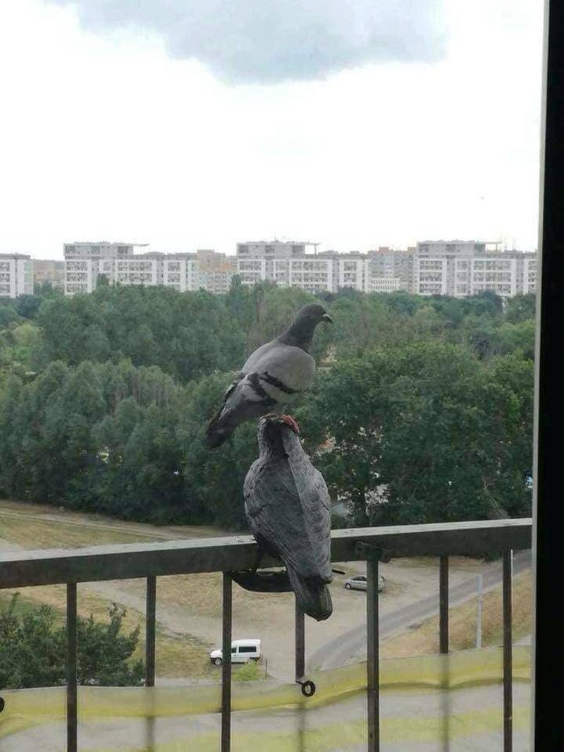 Прикольные картинки