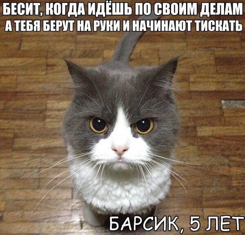 Прикольные картинки