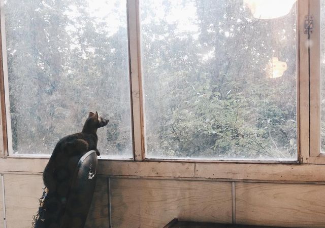 Умора - соболь, который стал питомцем девушки из России