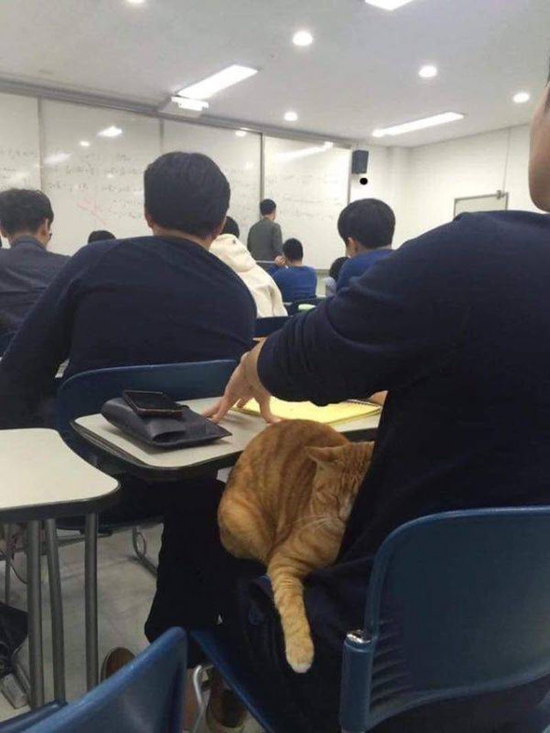 Прикольные картинки