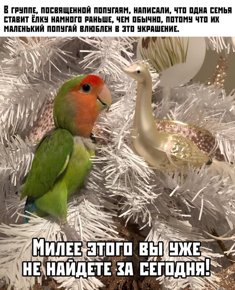 Прикольные картинки