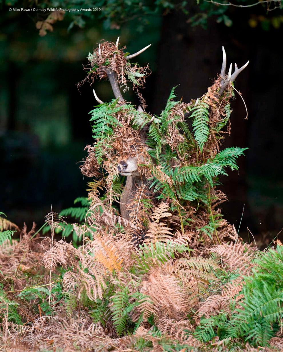 Призеры конкурса фотографий Comedy Wildlife Photography Awards 2019