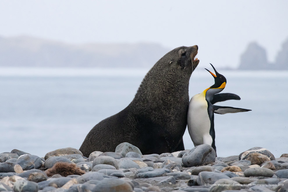 Призеры конкурса фотографий Comedy Wildlife Photography Awards 2019