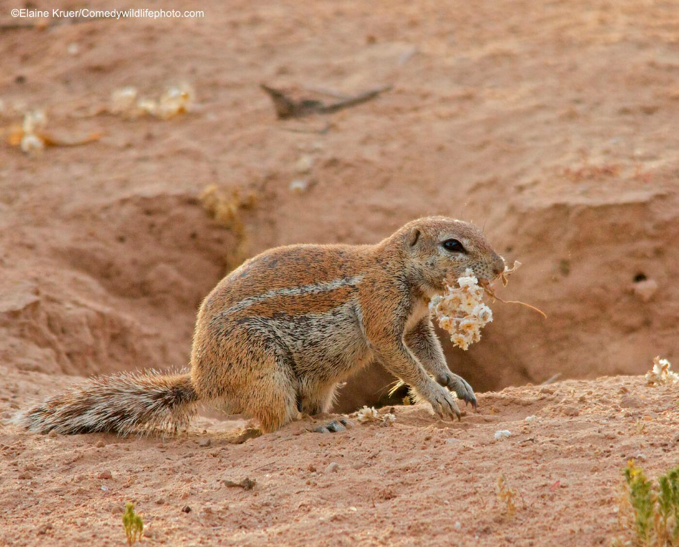 Призеры конкурса фотографий Comedy Wildlife Photography Awards 2019