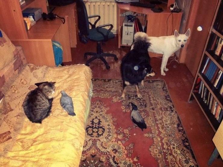 Прикольные картинки