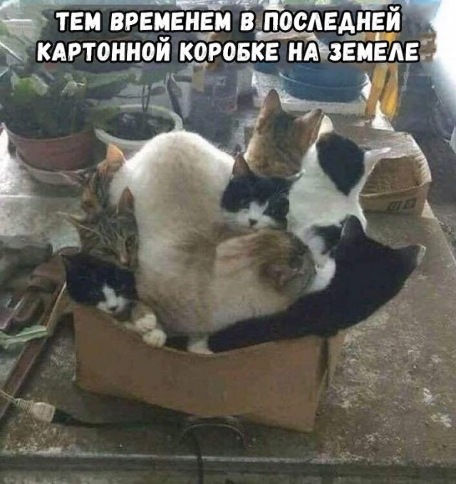 Прикольные картинки