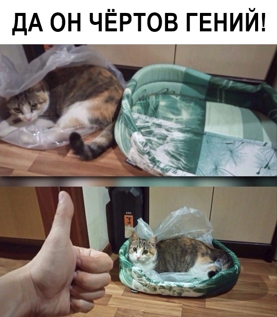 Прикольные картинки