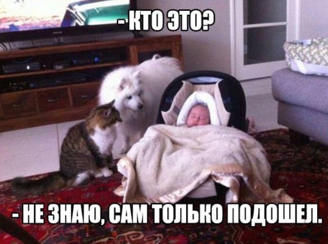 Прикольные картинки