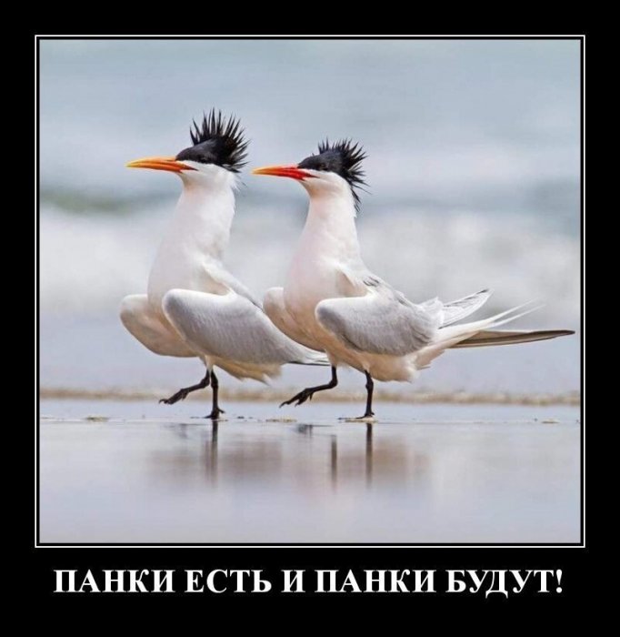 Демотиваторы