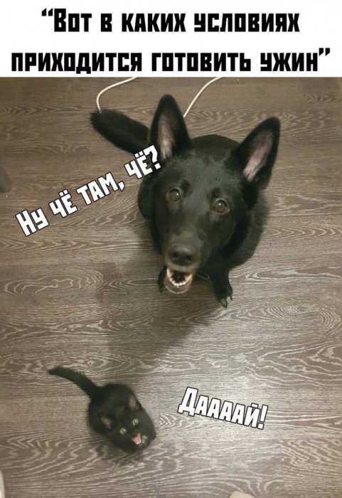 Прикольные картинки