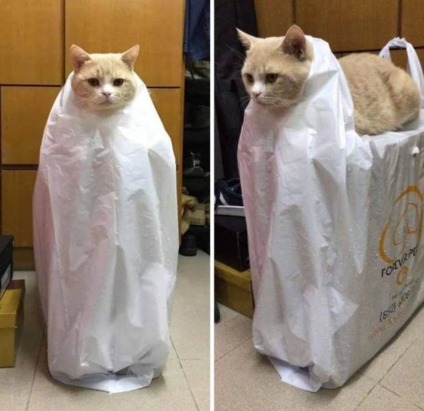 Прикольные картинки