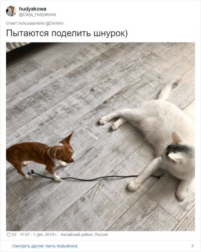 Пользователей Twitter попросили показать, чем занимаются их животные