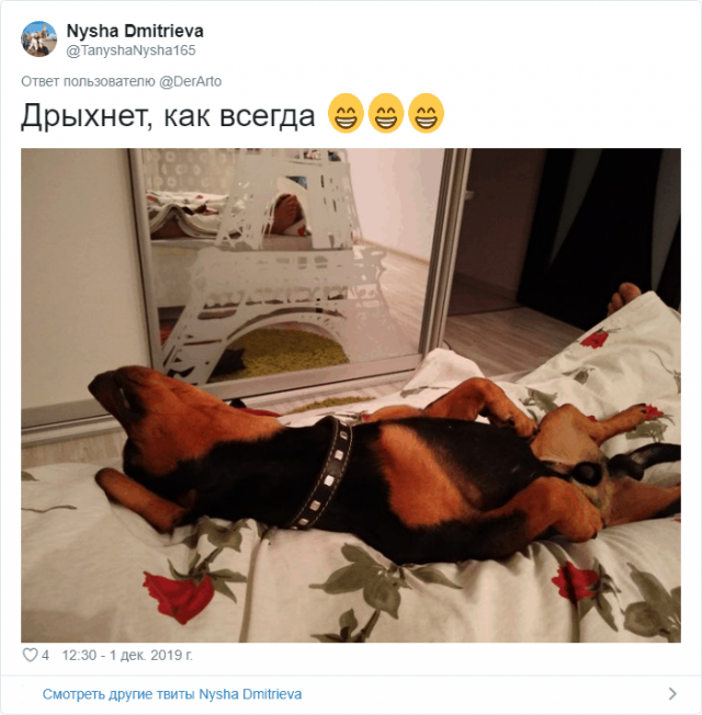 Пользователей Twitter попросили показать, чем занимаются их животные