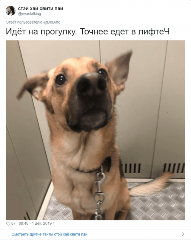 Пользователей Twitter попросили показать, чем занимаются их животные