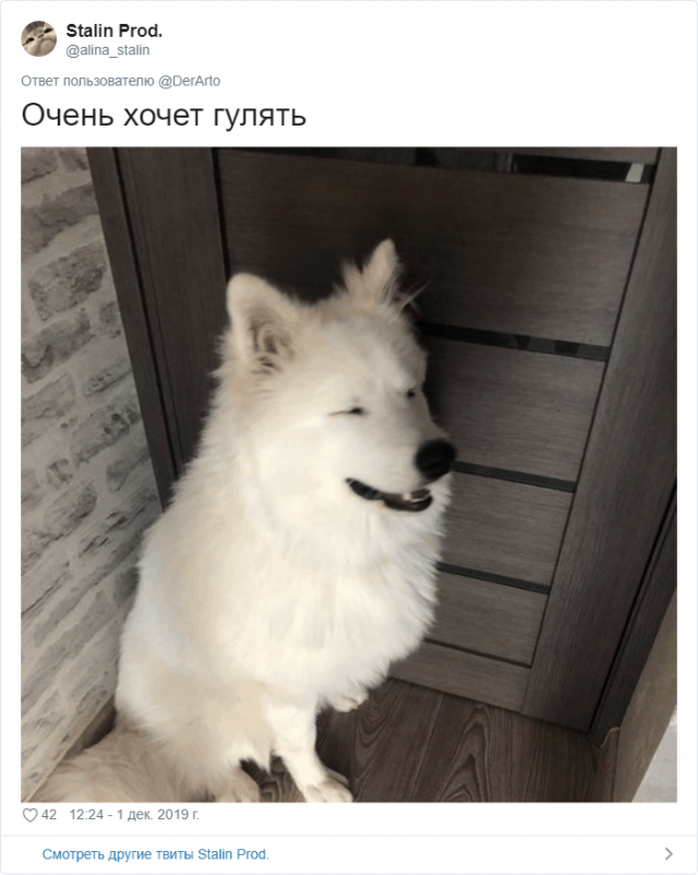 Пользователей Twitter попросили показать, чем занимаются их животные