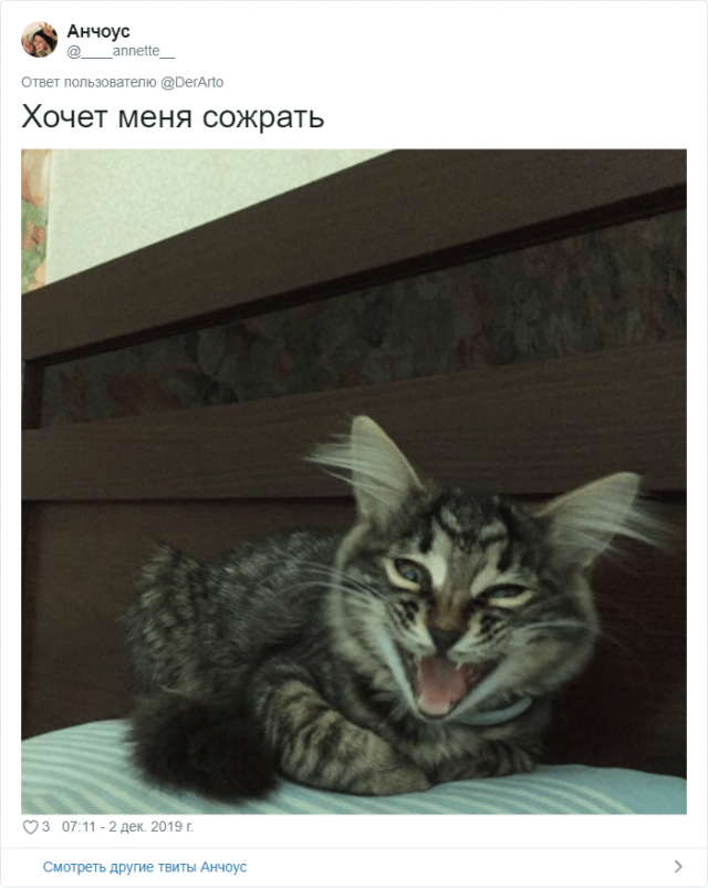 Пользователей Twitter попросили показать, чем занимаются их животные