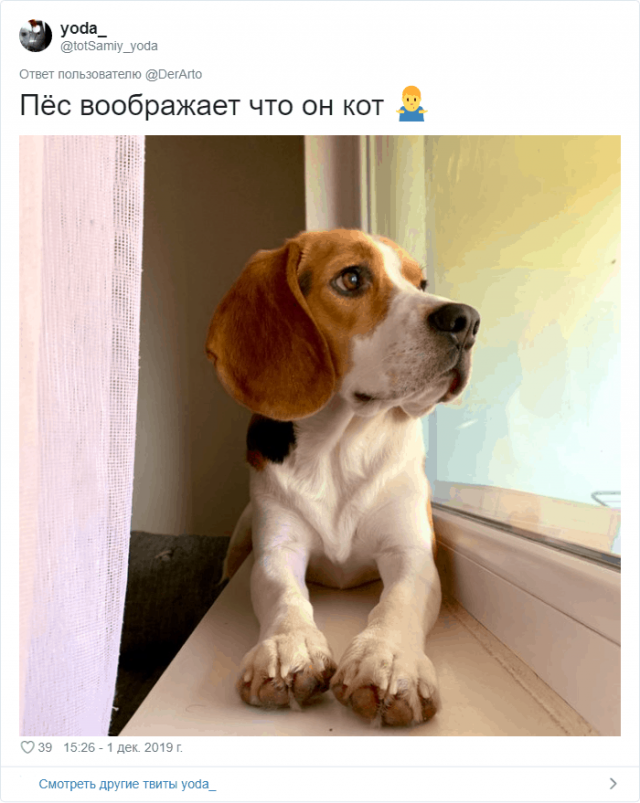 Пользователей Twitter попросили показать, чем занимаются их животные