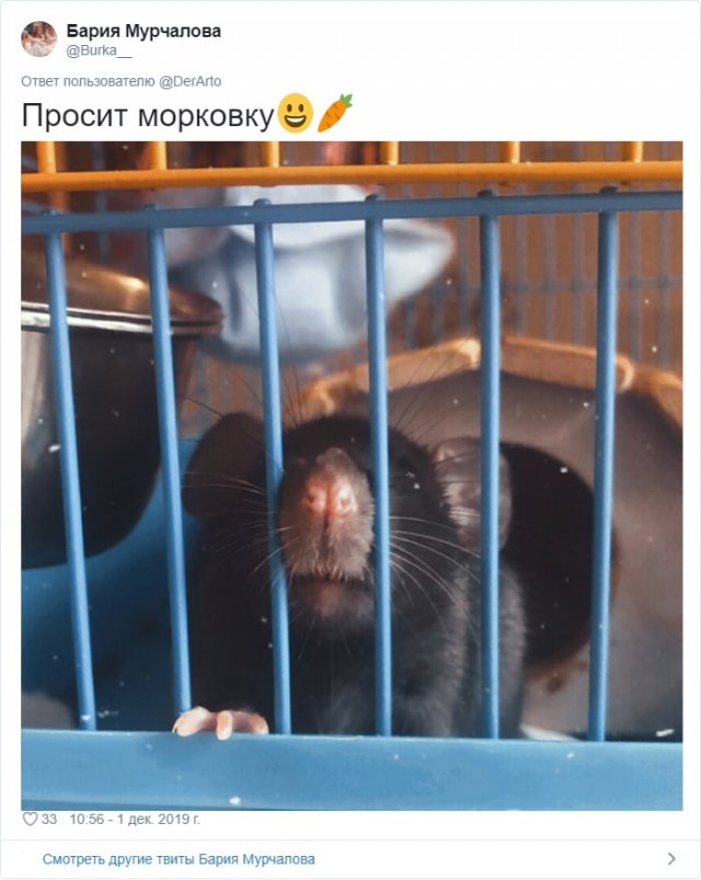 Пользователей Twitter попросили показать, чем занимаются их животные
