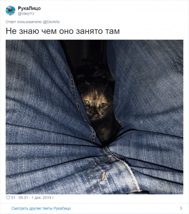 Пользователей Twitter попросили показать, чем занимаются их животные