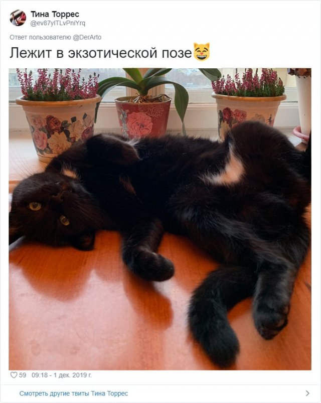 Пользователей Twitter попросили показать, чем занимаются их животные