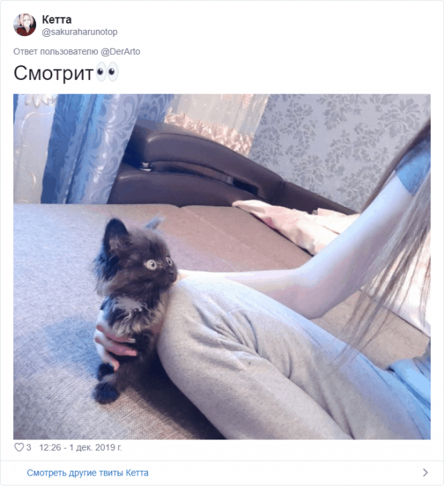 Пользователей Twitter попросили показать, чем занимаются их животные
