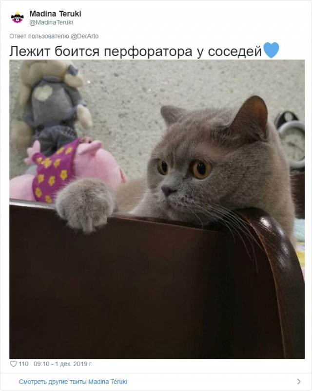 Пользователей Twitter попросили показать, чем занимаются их животные