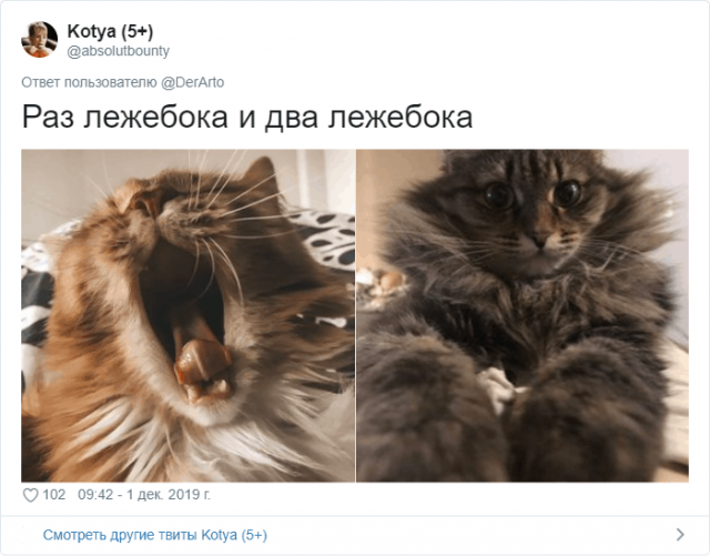 Пользователей Twitter попросили показать, чем занимаются их животные