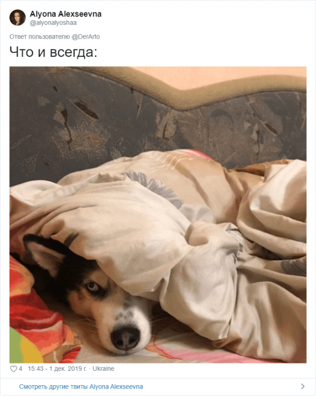 Пользователей Twitter попросили показать, чем занимаются их животные
