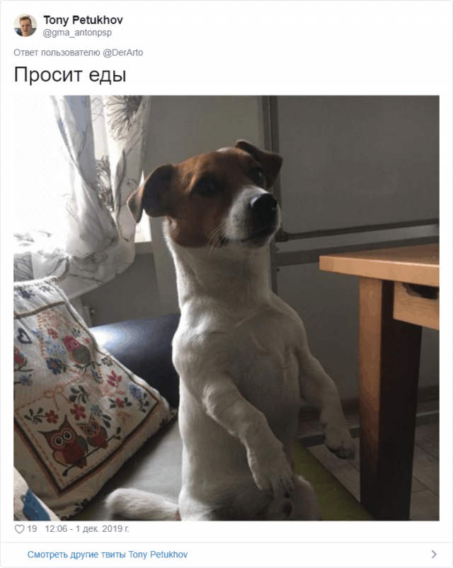 Пользователей Twitter попросили показать, чем занимаются их животные