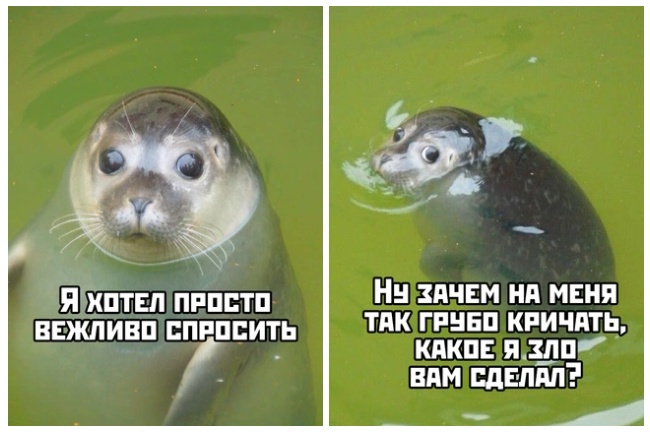 Прикольные картинки