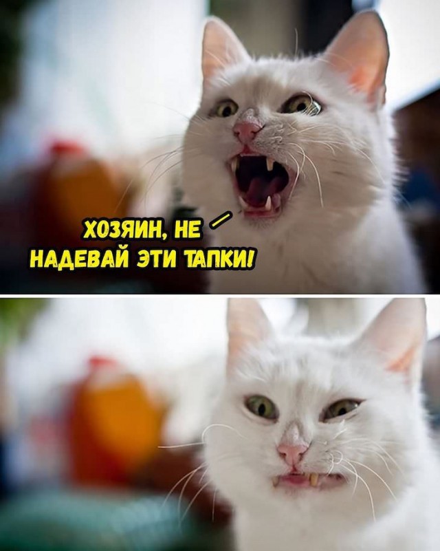 Прикольные картинки