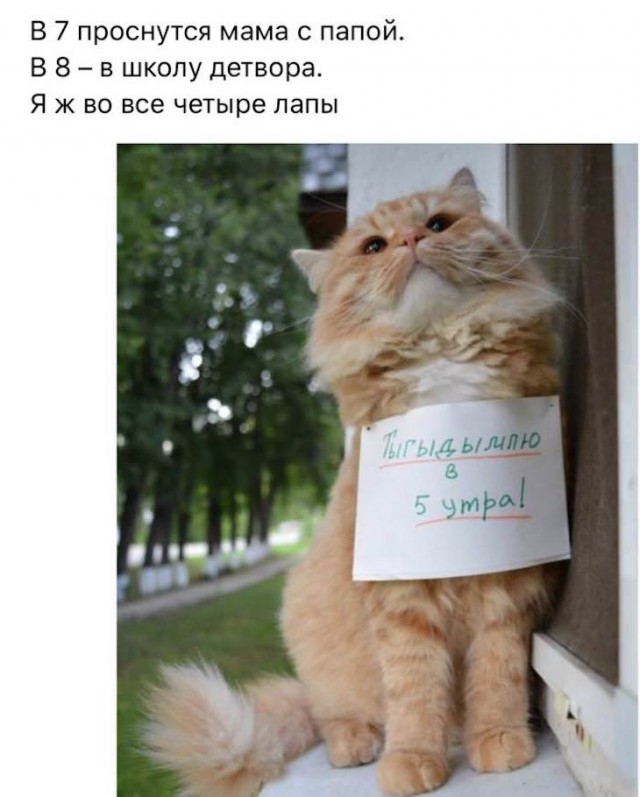 Прикольные картинки
