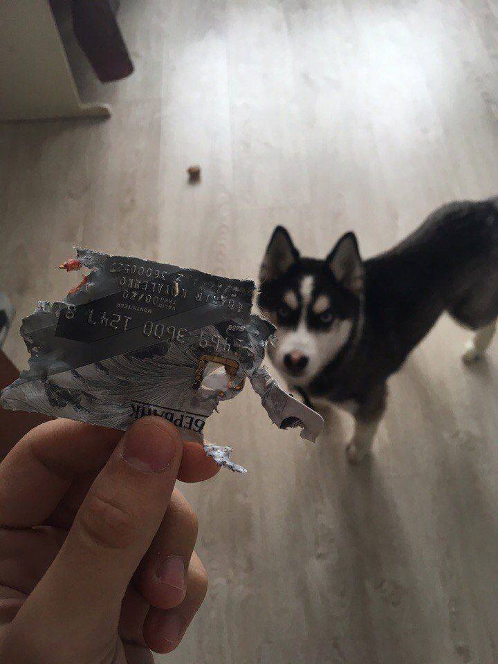 Прикольные картинки
