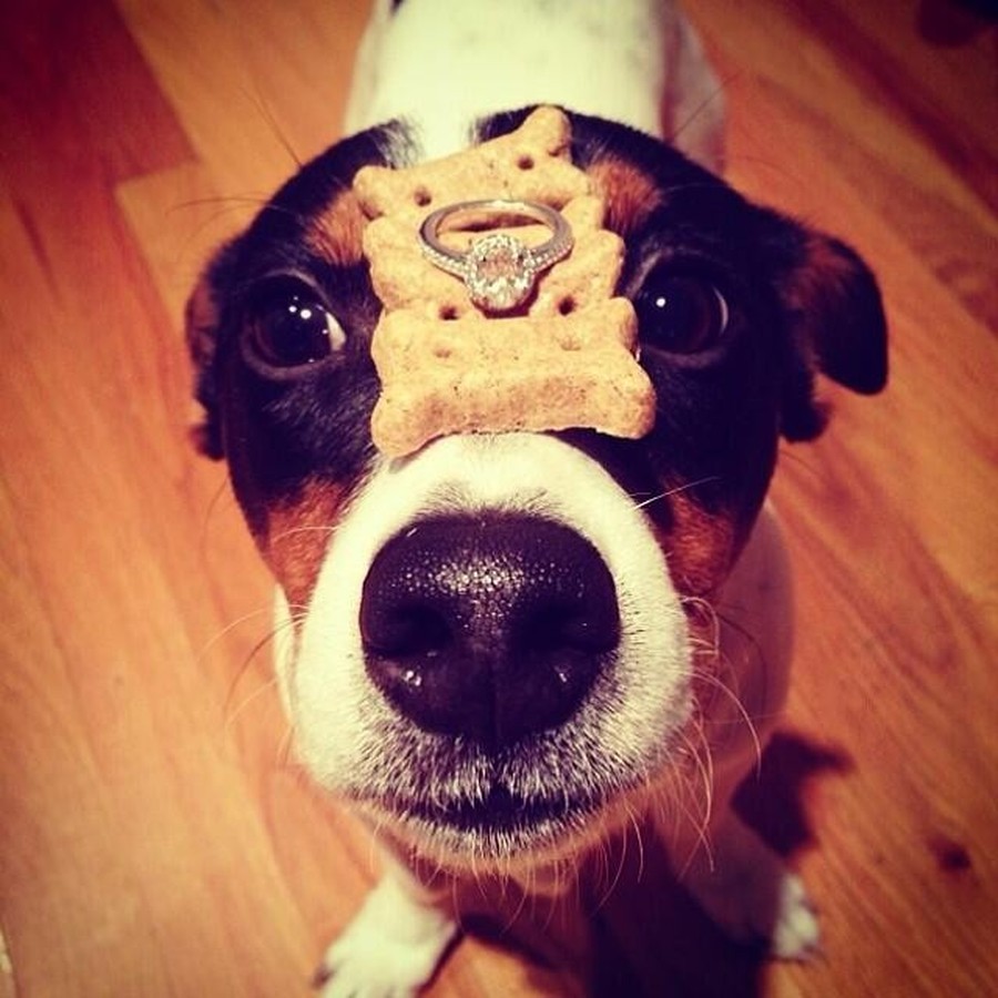 Самые романтичные предложения руки и сердца Самые романтичные предложения руки и сердца