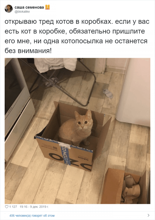 Тред в Твиттере: коты и коробки созданы друг для друга