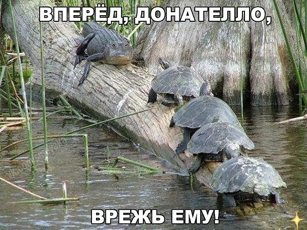 Прикольные картинки