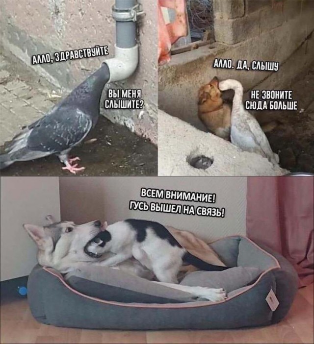 Прикольные картинки