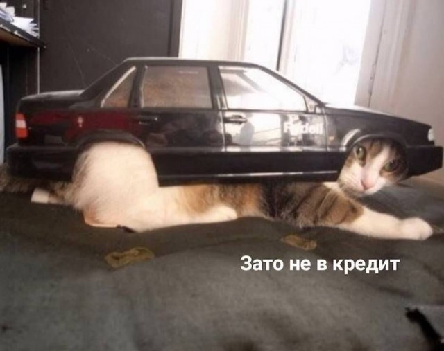 Прикольные картинки
