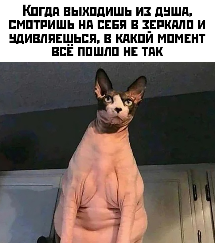 Прикольные картинки