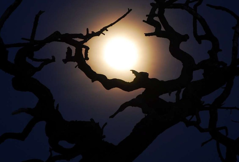 Странные фобии, о которых вы, возможно, никогда не слышали