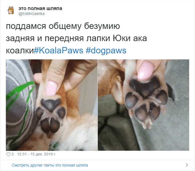 Пользователи Твиттера разгадали тайну подушечек на собачьих лапах