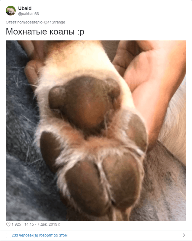 Пользователи Твиттера разгадали тайну подушечек на собачьих лапах