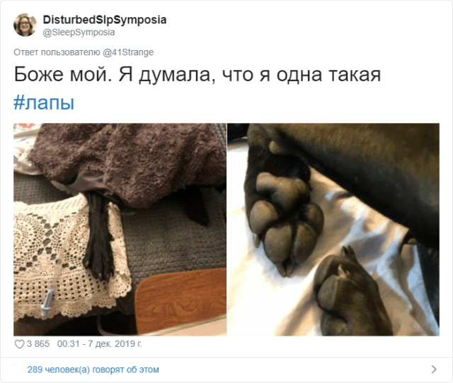 Пользователи Твиттера разгадали тайну подушечек на собачьих лапах