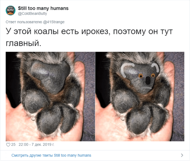 Пользователи Твиттера разгадали тайну подушечек на собачьих лапах