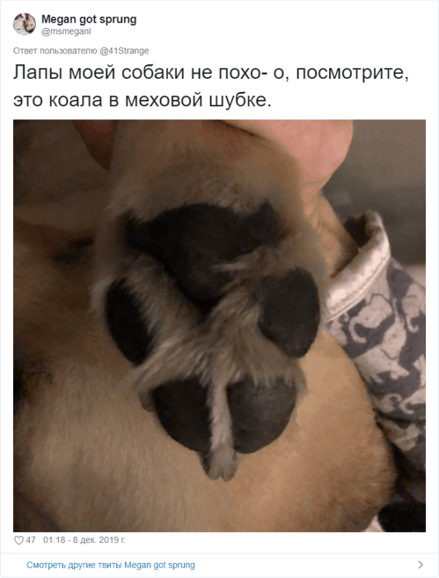 Пользователи Твиттера разгадали тайну подушечек на собачьих лапах