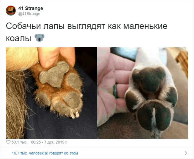 Пользователи Твиттера разгадали тайну подушечек на собачьих лапах
