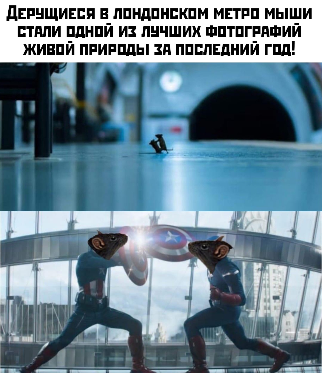 Прикольные картинки