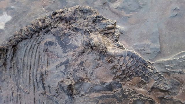 Британец гулял с собаками на пляже и случайно сделал археологическое открытие