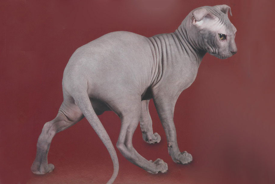 10 самых правильных пород кошек