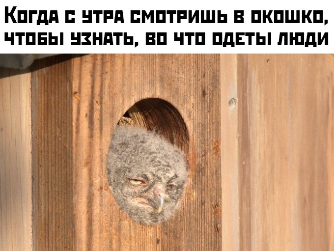 Прикольные картинки